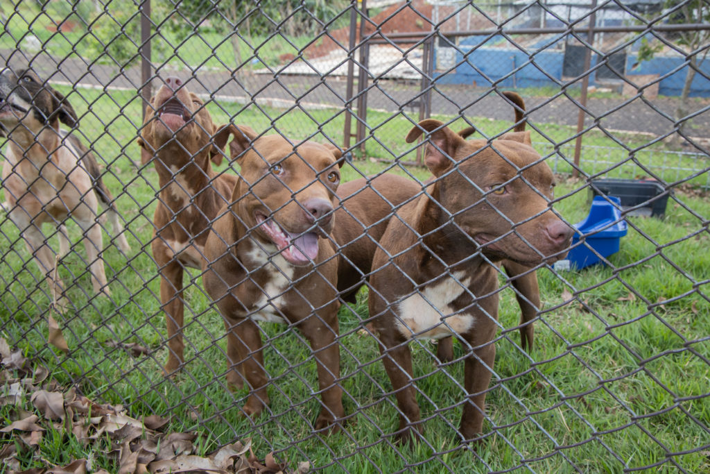 07-10-2026_cemsa_pitbull_abandonado (13)