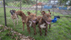 07-10-2026_cemsa_pitbull_abandonado (15)