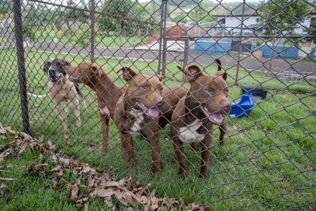 07-10-2026_cemsa_pitbull_abandonado (15)
