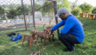 07-10-2026_cemsa_pitbull_abandonado (7)