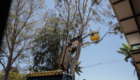 20-10-2026_corte_eucalipto-espaco-das_feira01-21